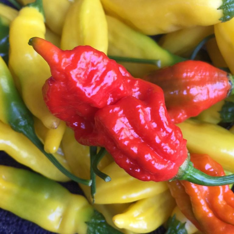 LO chillies 1 768x768